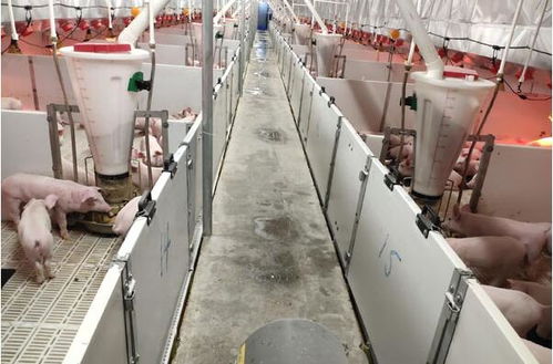 蘭西牧原14廠平山鎮(zhèn)項(xiàng)目進(jìn)展順利，預(yù)計本月末投產(chǎn)